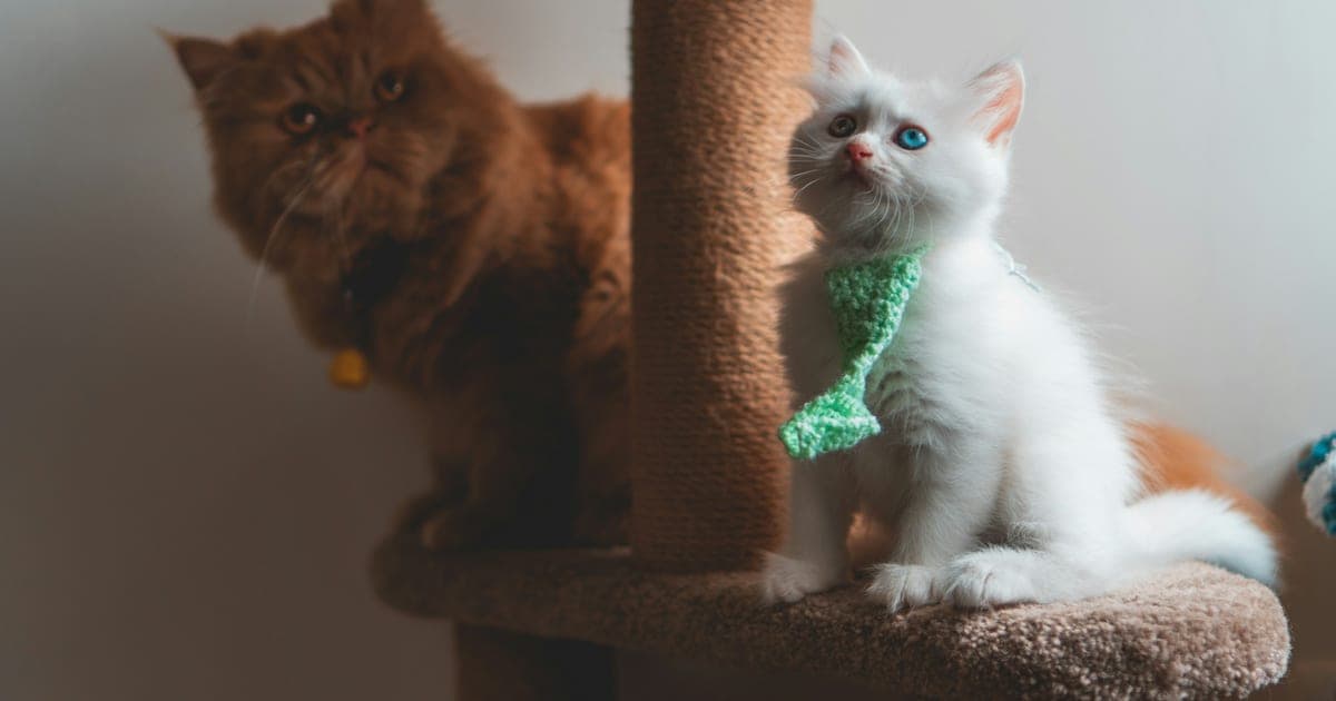 A ginger long-haired cat and a white kitten on a sisal-wrapped cat tree post