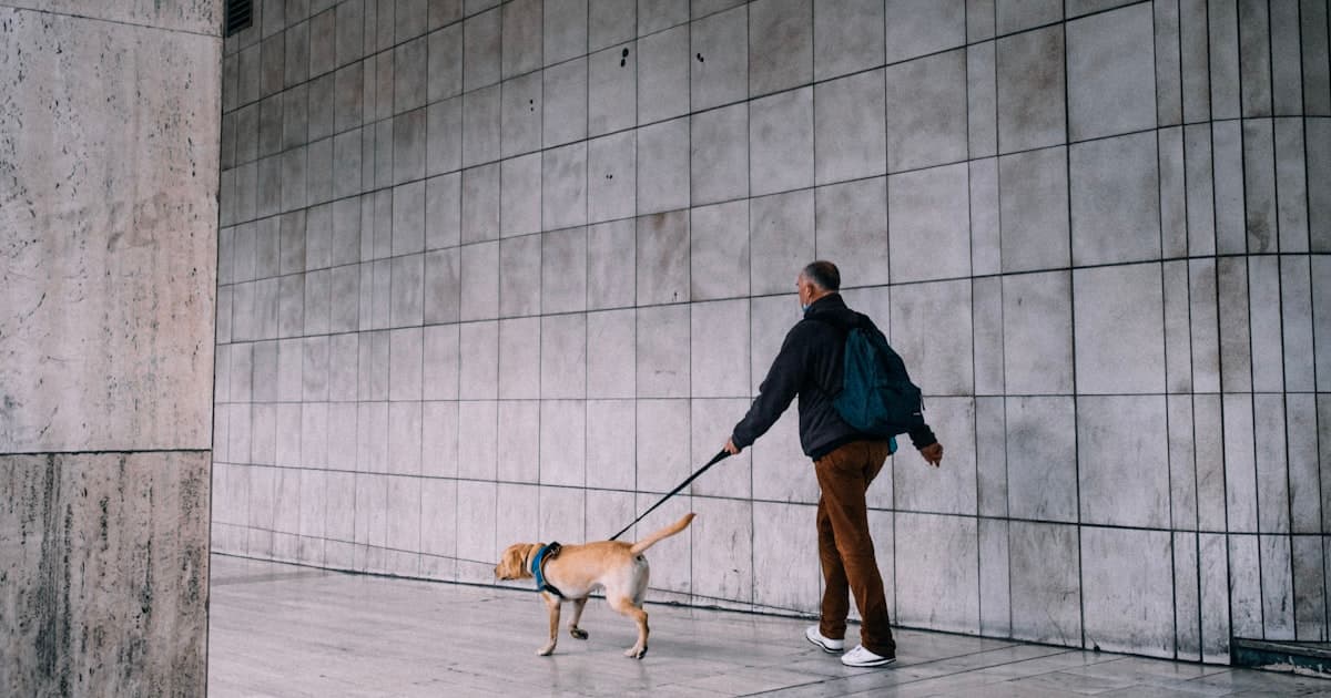 A man walking a leashed dog wearing a harness past a tiled wall