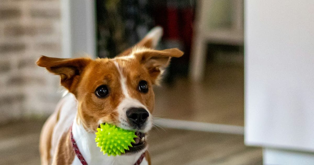 A brown and white dog holding a green spiky rubber ball in its mouth indoors