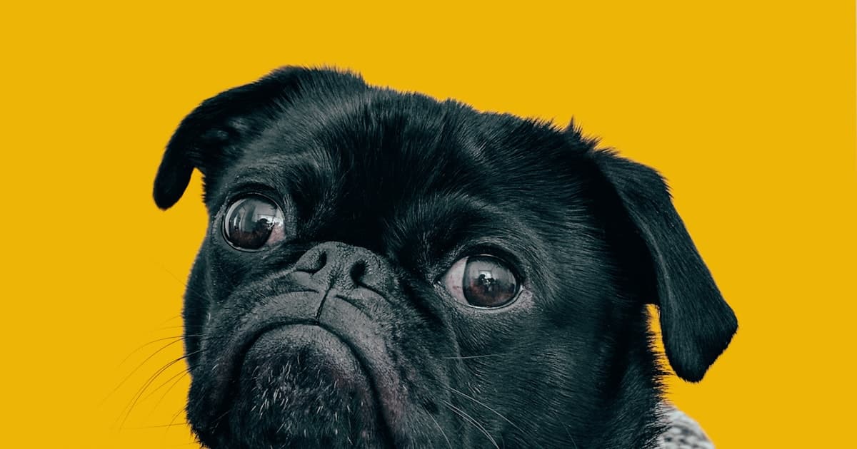 A black pug against a yellow background