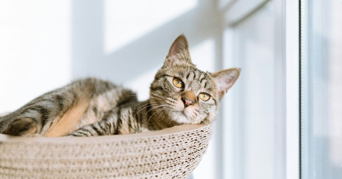 A tabby cat resting in a round cardboard bed beside a bright window