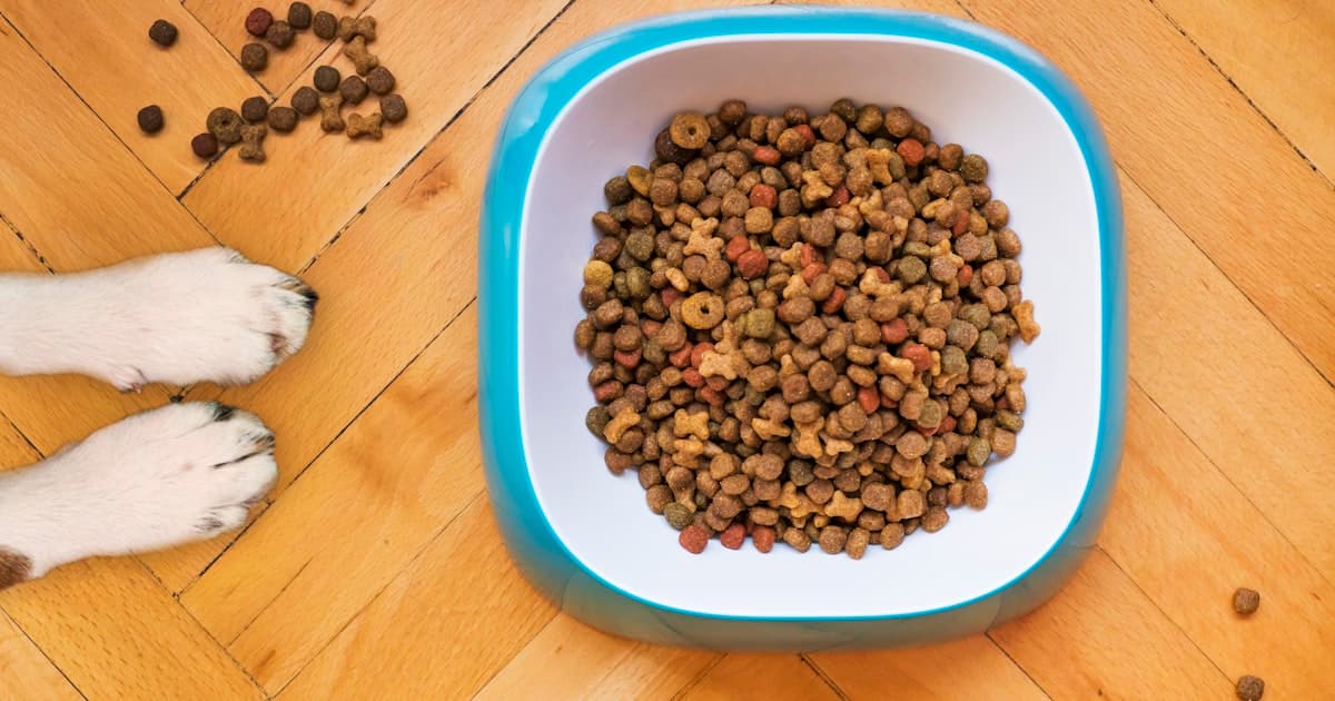 A bowl of kibble on a wood floor next to a dog's paws