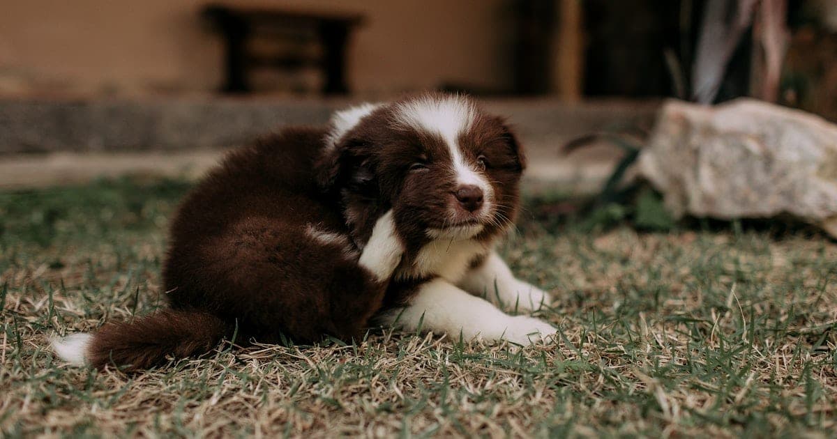 A puppy scratching its ear while lying in grass