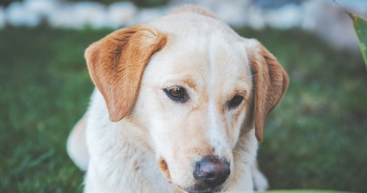 A cream-colored dog with tan ears lying on green grass outdoors