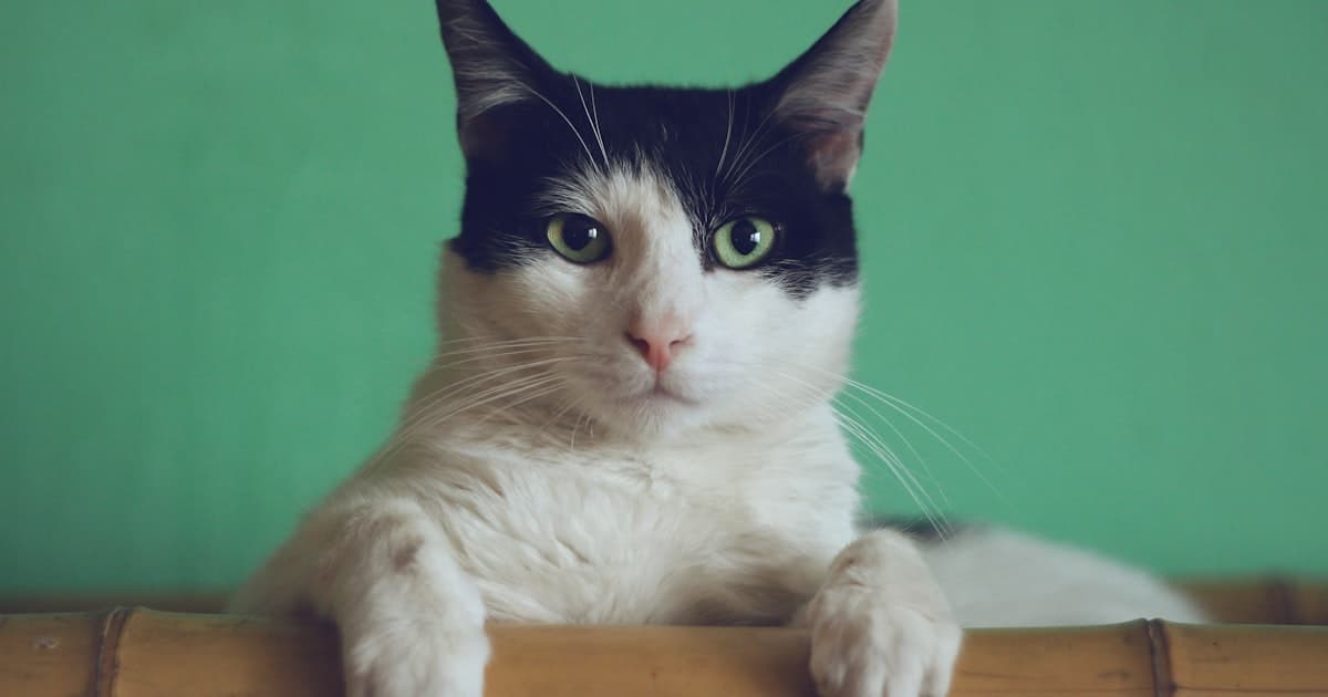 A black-and-white cat resting on a bamboo perch against a green background