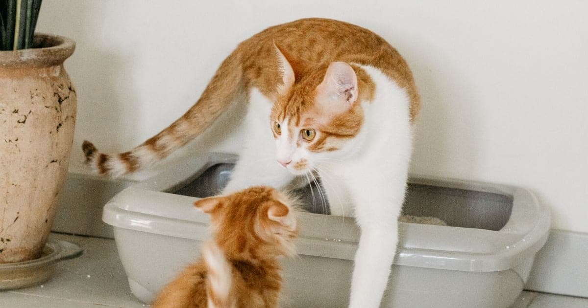 An orange-and-white cat and a kitten near a gray litter box with visible litter